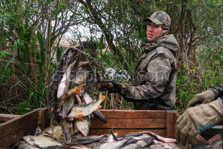 Chelyuskinets Export fishery company in Astrakhan Region, Russia