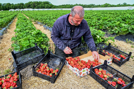 Harvesting strawberries in Krasnodar Region, Russia