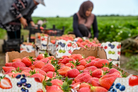 Harvesting strawberries in Krasnodar Region, Russia