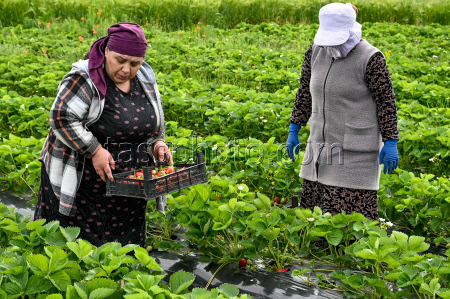 Harvesting strawberries in Krasnodar Region, Russia