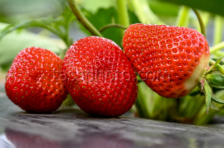 Harvesting strawberries in Krasnodar Region, Russia