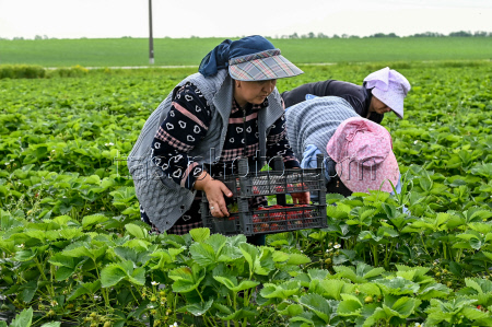Harvesting strawberries in Krasnodar Region, Russia
