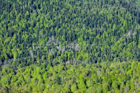 Lago-Naki Plateau in Russia's Adygea Republic