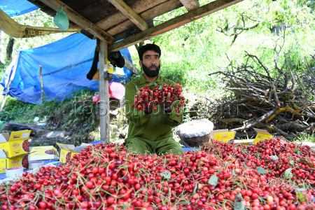 Cherry Harvesting In Kashmir