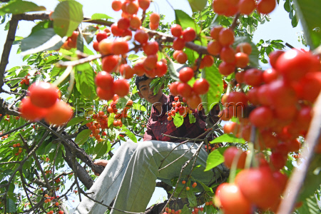 Cherry Harvesting In Kashmir