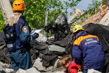 Emercom's service dogs training in Novosibirsk Region