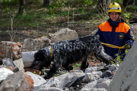 Emercom's service dogs training in Novosibirsk Region