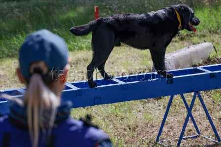 Emercom's service dogs training in Novosibirsk Region