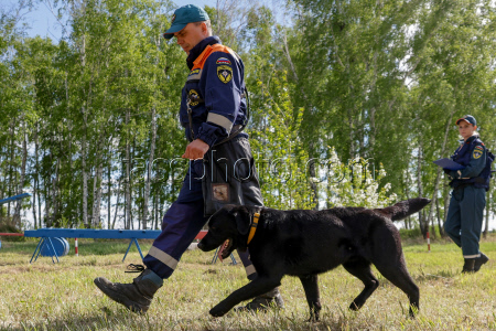 Emercom's service dogs training in Novosibirsk Region