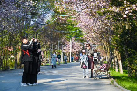 Blooming cherry trees in Yuzhno-Sakhalinsk, Russia