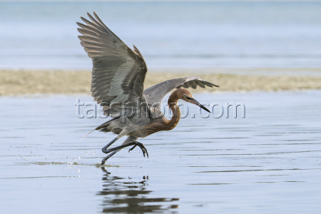 Reddish Egret Hunts For Fish
