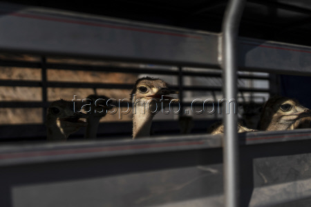 Mexico Violence Animal Refuge Photo Gallery