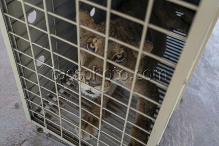 Mexico Violence Animals Refuge