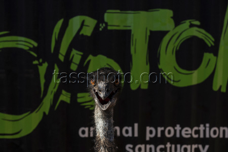 Mexico Violence Animals Refuge