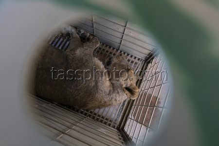 Mexico Violence Animals Refuge