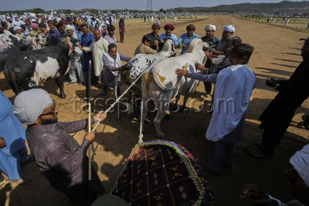 Pakistan Bull Racing Photo Gallery