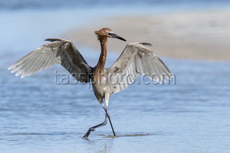 Reddish Egret Hunts For Fish