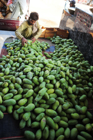 Mango production in Pakistan