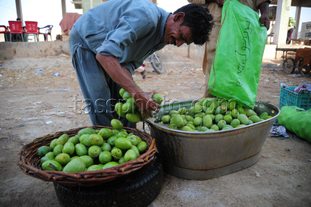 Mango production in Pakistan