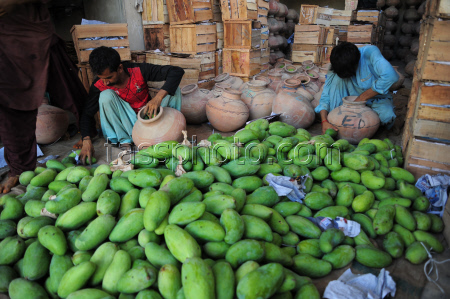 Mango production in Pakistan