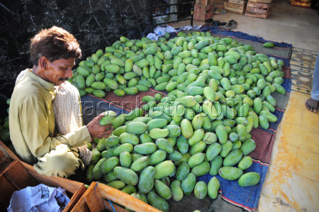 Mango production in Pakistan