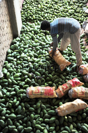 Mango production in Pakistan