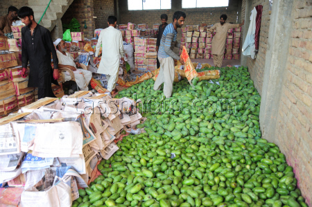 Mango production in Pakistan