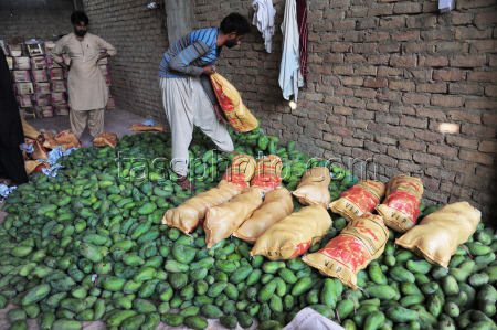 Mango production in Pakistan