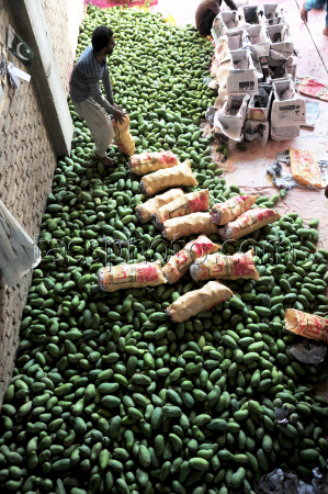 Mango production in Pakistan