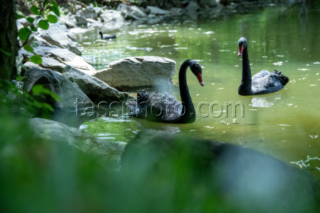 Mourning swans on the lake in the park of Rosenau Castle