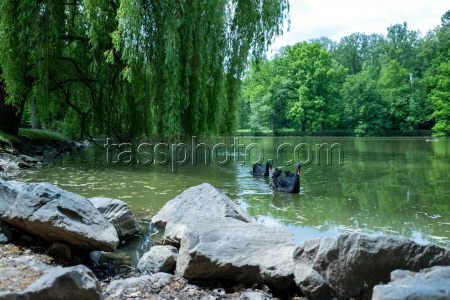 Mourning swans on the lake in the park of Rosenau Castle