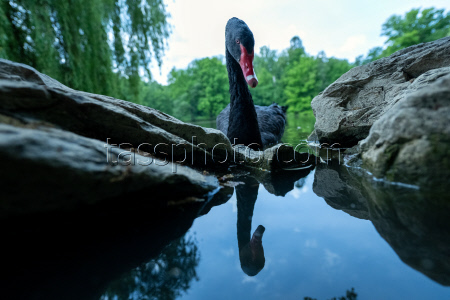 Mourning swans on the lake in the park of Rosenau Castle