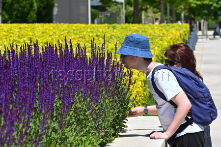 Sage blooms in Krasnodar, Russia