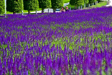 Sage blooms in Krasnodar, Russia