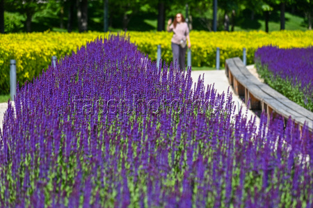 Sage blooms in Krasnodar, Russia