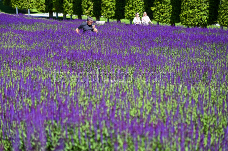 Sage blooms in Krasnodar, Russia