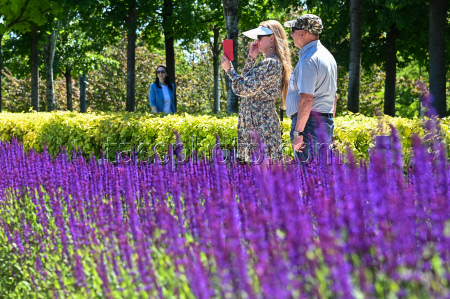 Sage blooms in Krasnodar, Russia