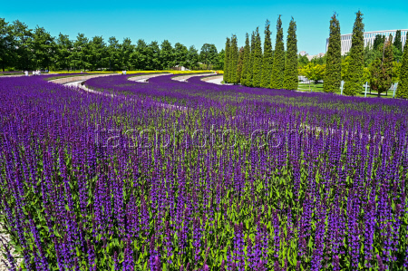 Sage blooms in Krasnodar, Russia