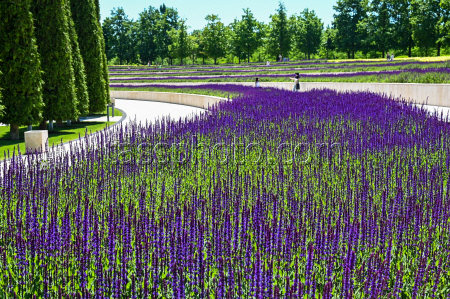 Sage blooms in Krasnodar, Russia