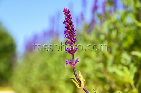 Sage blooms in Krasnodar, Russia