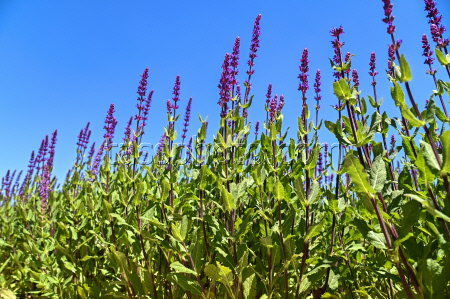 Sage blooms in Krasnodar, Russia