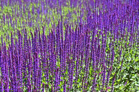 Sage blooms in Krasnodar, Russia