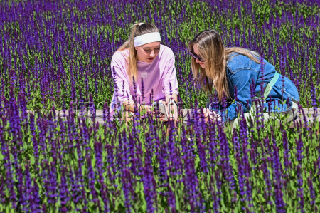 Sage blooms in Krasnodar, Russia