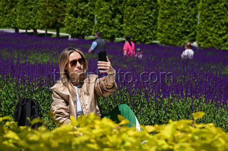 Sage blooms in Krasnodar, Russia