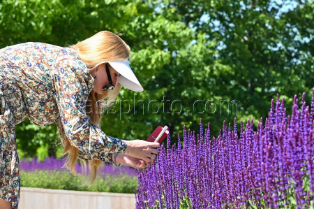 Sage blooms in Krasnodar, Russia