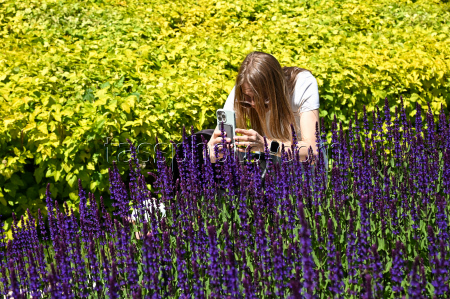 Sage blooms in Krasnodar, Russia