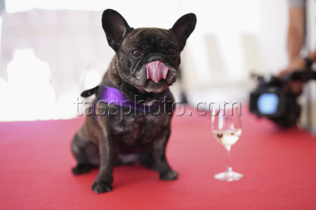 France Cannes 2025 Palm Dog