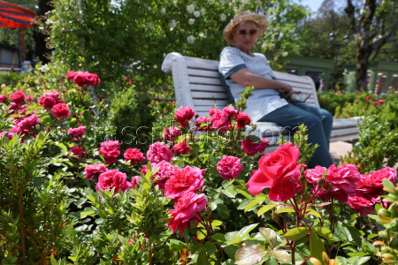 Rosery in Sochi's Riviera Park