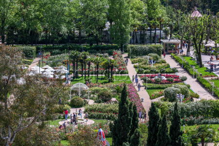 Rosery in Sochi's Riviera Park