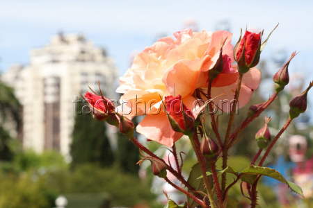 Rosery in Sochi's Riviera Park